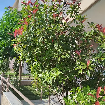 Avellana Luxury